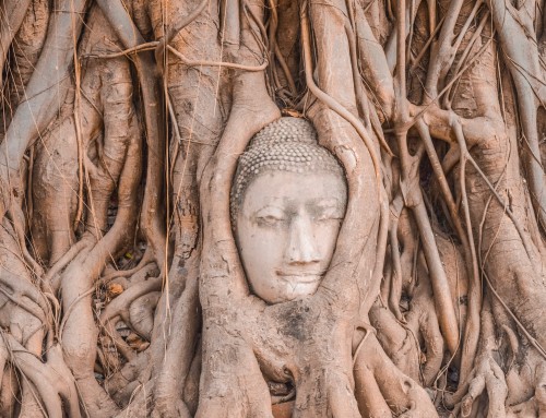 Ecología Budista: Un camino espiritual arraigado en la tierra